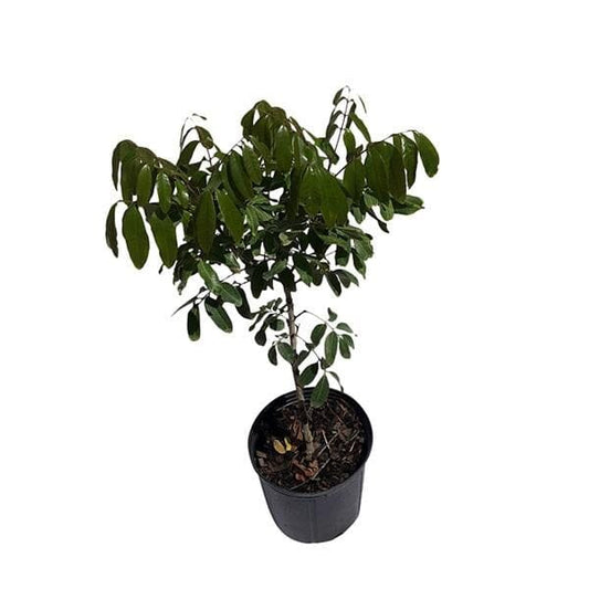 Air-layered Longan Kohala tree from Everglades Farm, 1-2 feet tall, in a 1-gallon container, ready for planting.