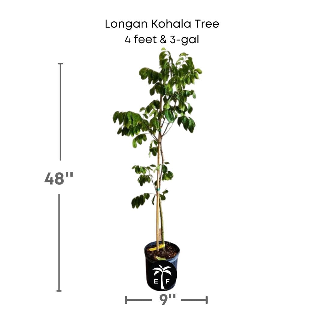 Air-layered Longan Kohala tree from Everglades Farm, 1-2 feet tall, in a 1-gallon container, ready for planting.