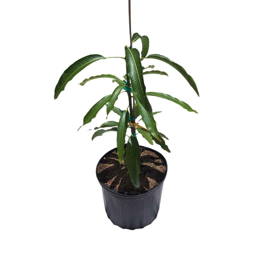 Grafted Maha Chanok mango tree from Everglades Farm, 1-2 feet tall, potted fruit tree ready for planting.
