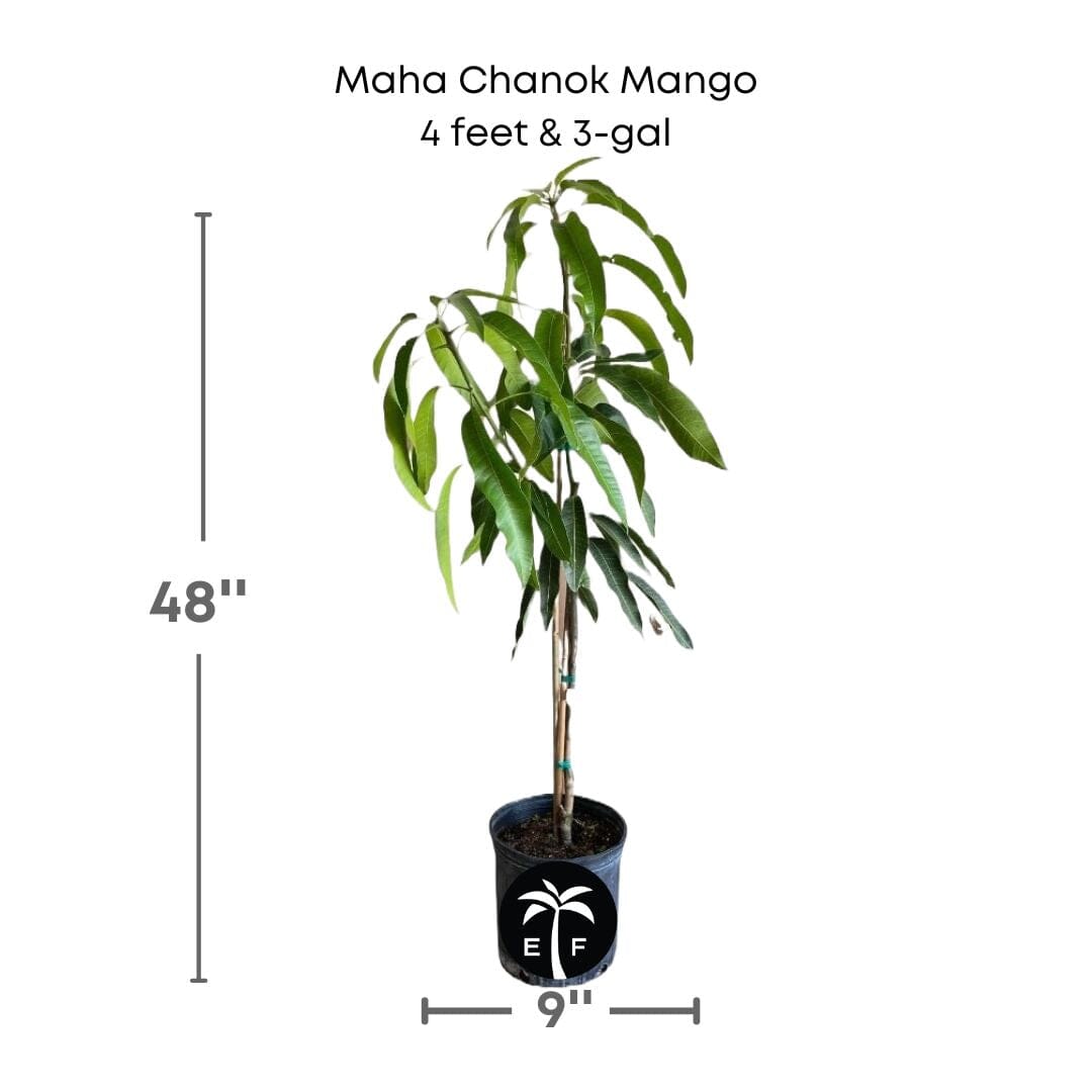 Grafted Maha Chanok mango tree from Everglades Farm, small 1-2 foot fruit tree in a 1-gallon container, ready for planting.