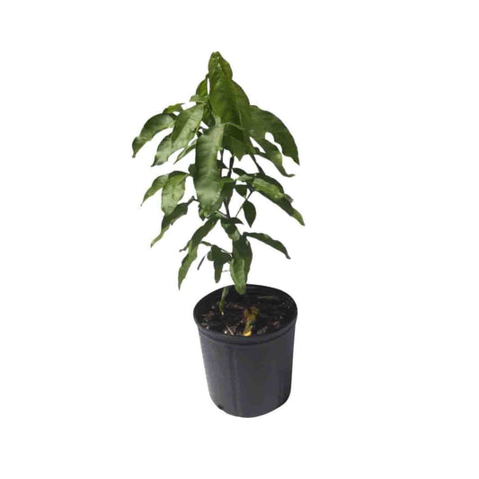Everglades Farm Mamoncillo Tree from seedling, Spanish Lime fruit tree, 1-2 feet tall in a 1-gallon container.