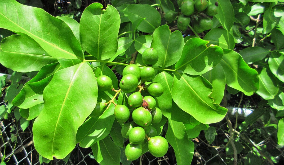 Everglades Farm Mamoncillo Tree from seedling, Spanish Lime fruit tree, 1-2 feet tall in a 1-gallon container.