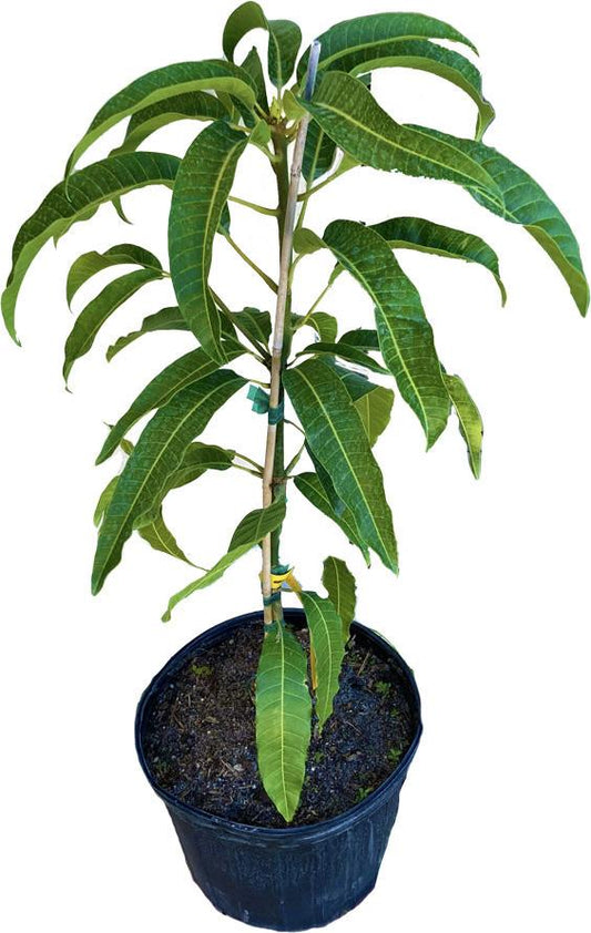 Grafted Nam Doc Mai #4 Dwarf Mango Tree from Everglades Farm with lush green leaves, 1-2 feet tall in a 1-gallon pot.