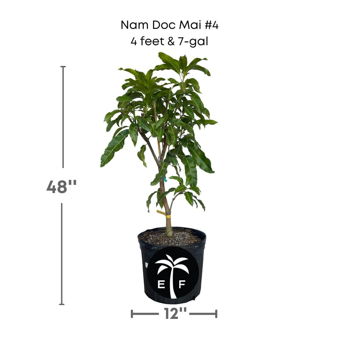 Grafted Nam Doc Mai #4 Dwarf Mango Tree from Everglades Farm, 1-2 feet tall in a 1-gallon container, ready for planting.