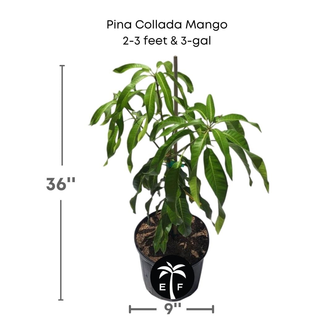 Grafted Pina Collada mango tree from Everglades Farm, 1-2 feet tall in a 1-gallon container, ready for planting.