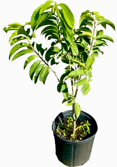 Red custard apple Chirimoya fruit tree from Everglades Farm, 1-2 feet tall, 1-gallon size, healthy and ready to grow.