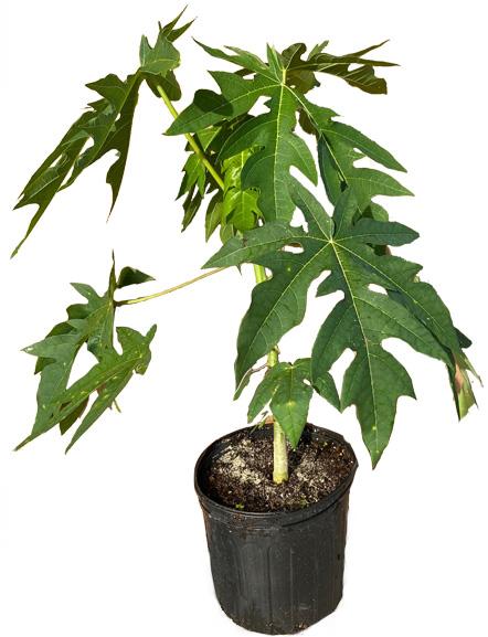 Red Lady Papaya dwarf tree from Everglades Farm, 1-2 feet tall, healthy fruit tree with vibrant red-orange fruit on lush green foliage.