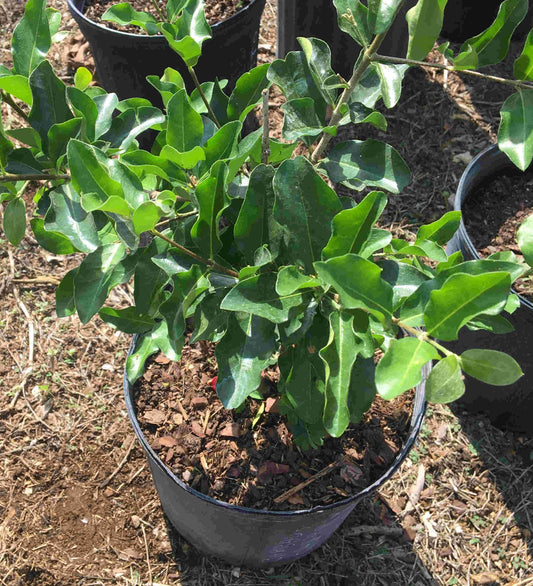 Everglades Farm Barbados Cherry Acerola Guyana Cherry Tree, 12-18 inch fruit tree in 1-gallon container, healthy young tree.