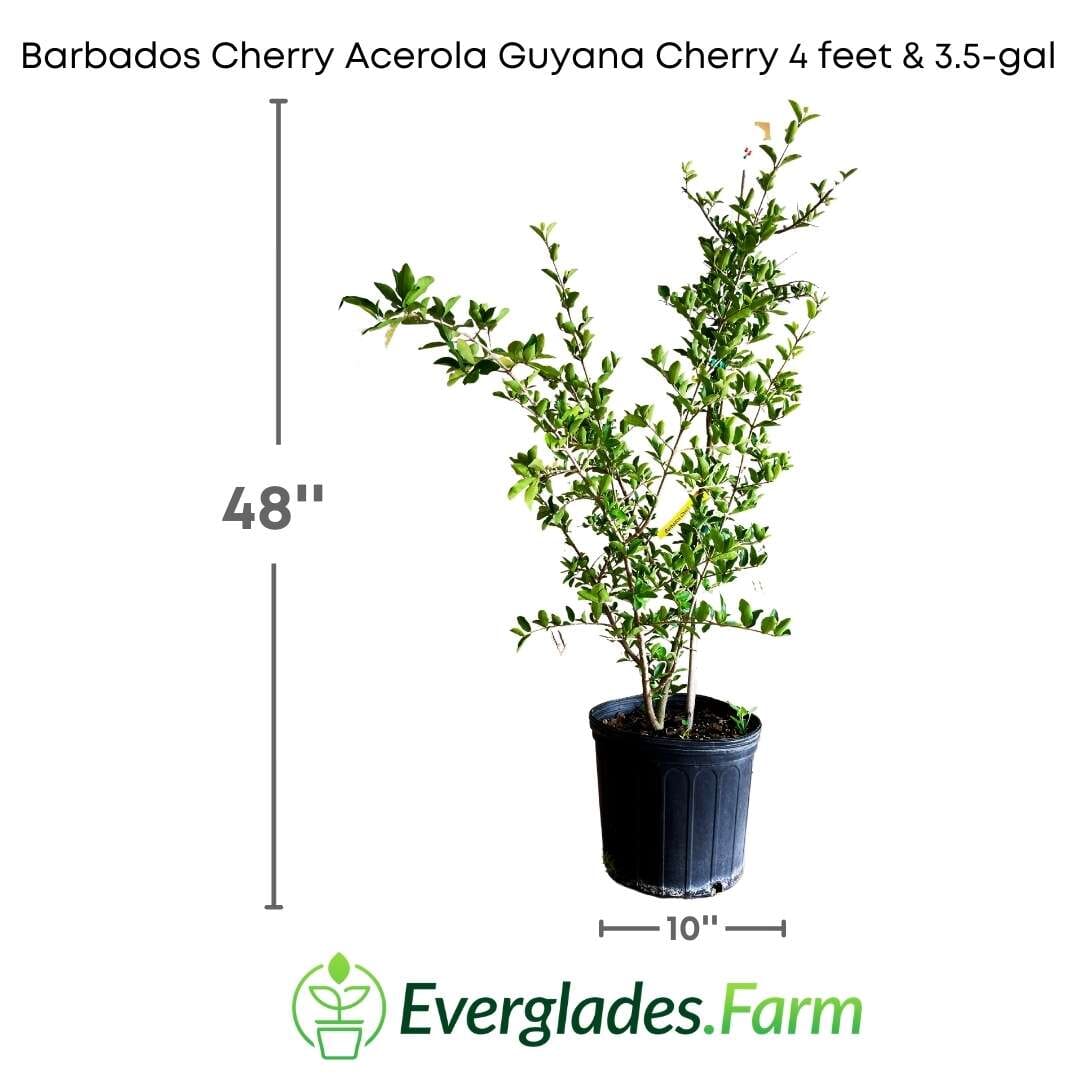 Everglades Farm Barbados Cherry Acerola Guyana Cherry Tree, 12-18 inch fruit tree in a 1-gallon container.