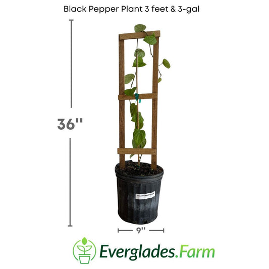 Premium black pepper plant from Everglades Farm, 12-18 inch fruit tree in a 1-gallon container, healthy and vibrant.