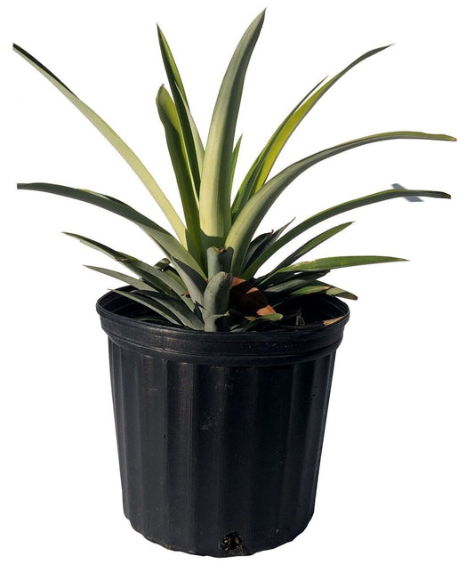 Everglades Farm Elite Gold Pineapple Plant, 12-18 inch fruit tree in a 1-gallon container with lush green leaves.