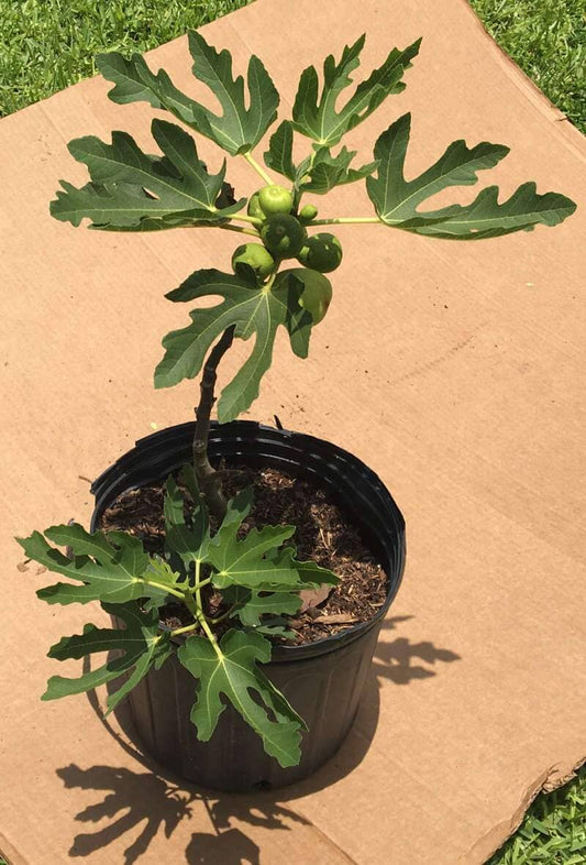 Everglades Farm Fignomenal Fig dwarf fruit tree, 12-18 inches, ideal for small spaces, with lush green leaves and developing figs.