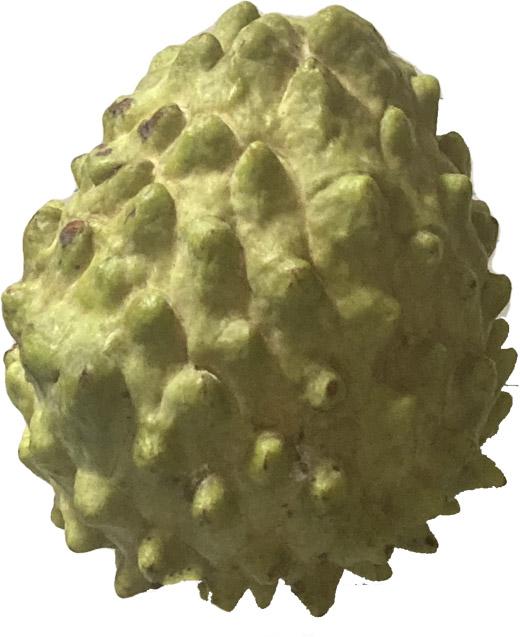 Green Sugar Apple fruit tree by Everglades Farm, 12-18 inch Sweetsop Annona tree in a 1-gallon container.