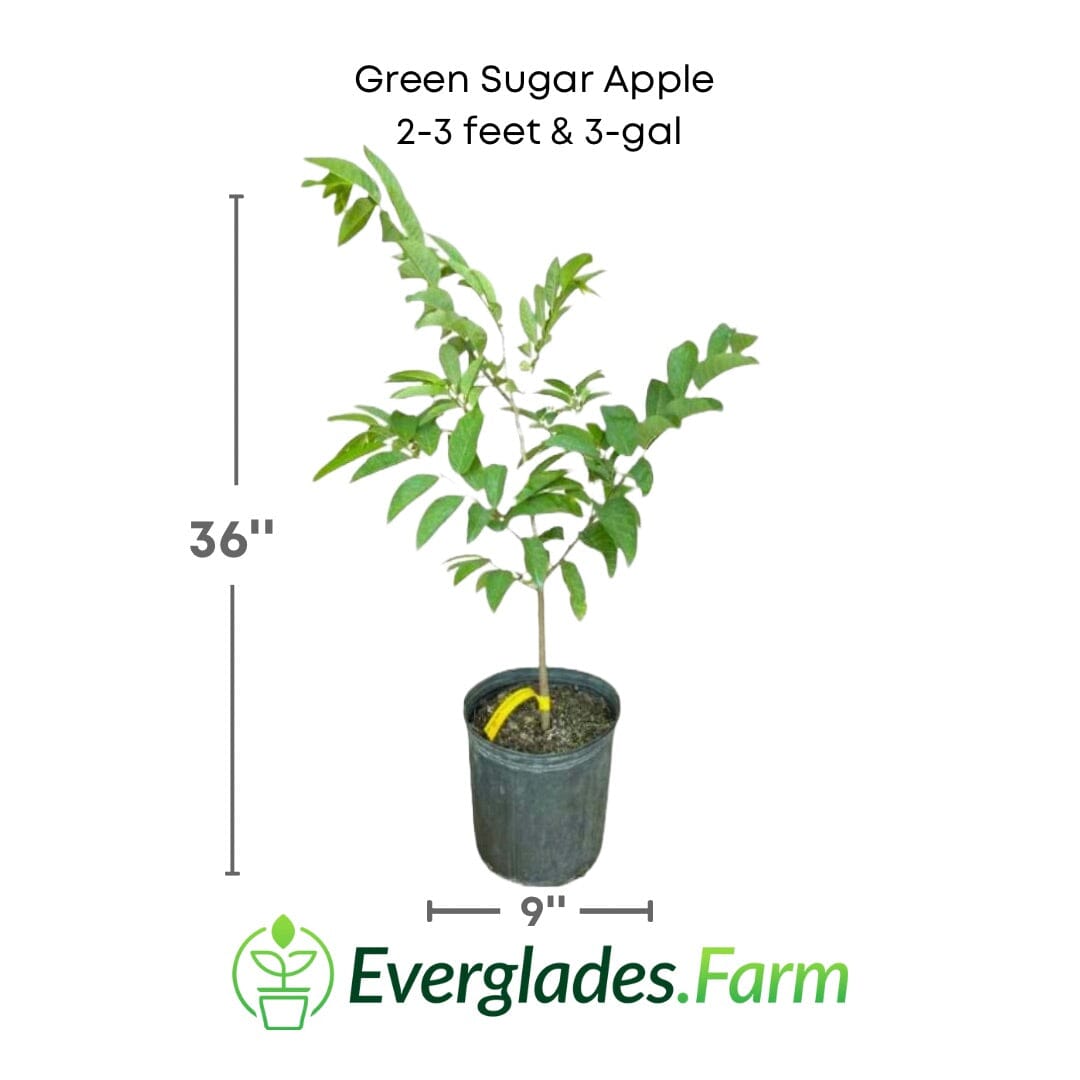 Green Sugar Apple fruit tree from Everglades Farm, 12-18 inch Sweetsop Annona tree in 1-gallon pot, healthy and ready to plant.