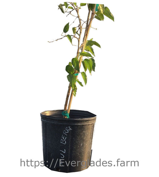 Dwarf Mulberry Everbearing Tree in 1-gallon pot, from Everglades Farm, 12-18 inches tall, suitable for home fruit gardening.