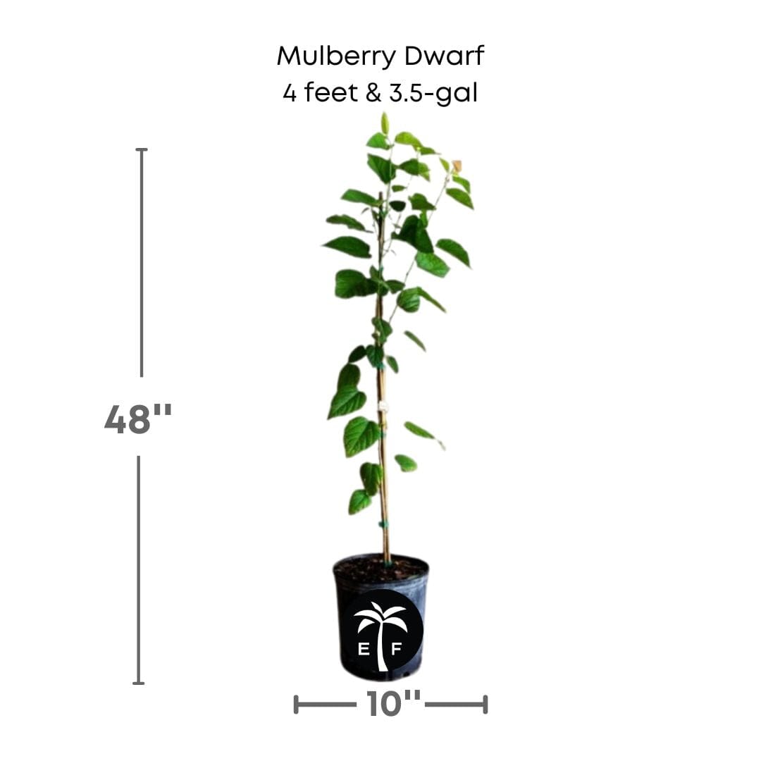 Dwarf Mulberry Everbearing Tree from Everglades Farm, 12-18 inches tall, in a 1-gallon container, with lush green leaves.