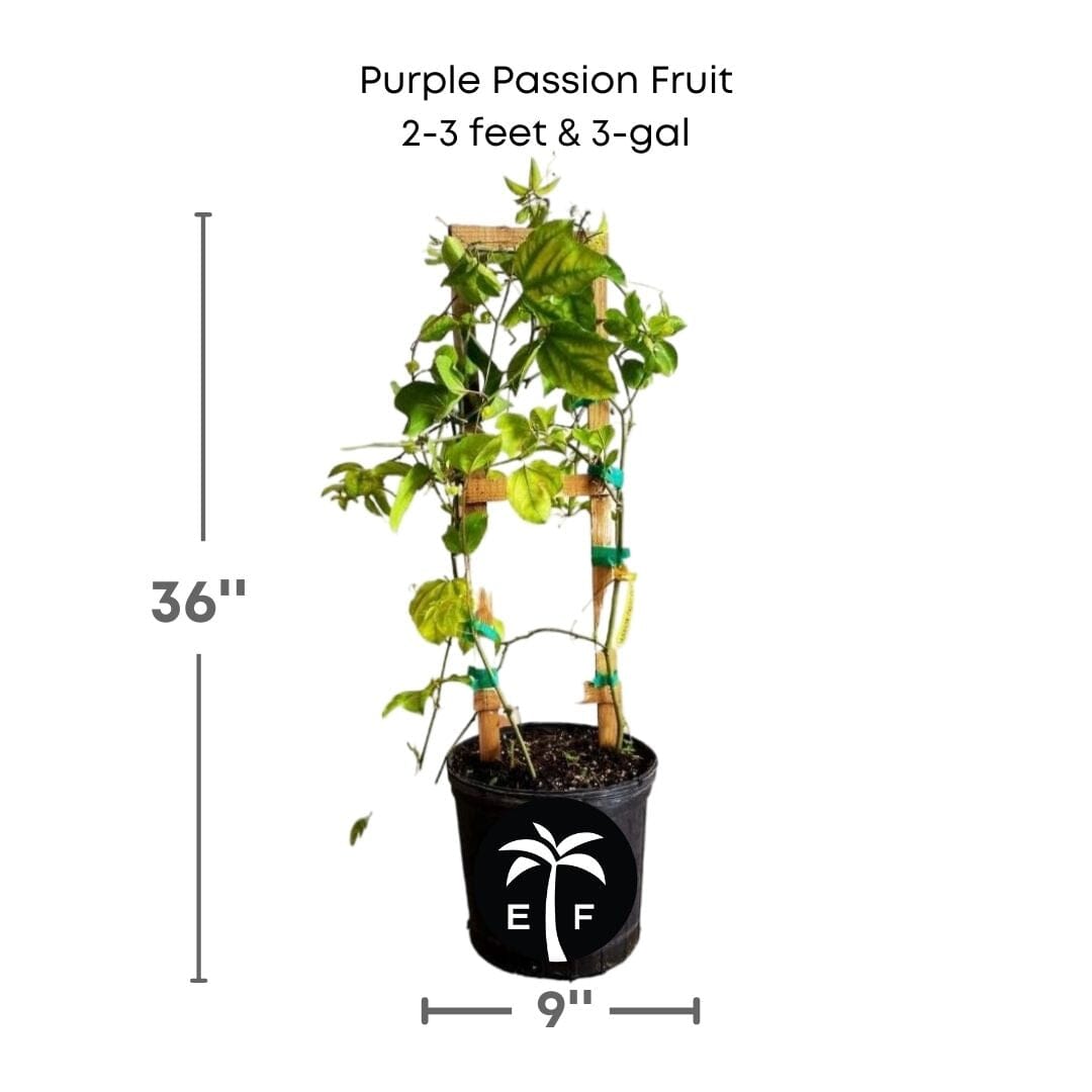 Purple Passion Fruit Vine from Everglades Farm, 12-18 inch Maracuya Morado fruit tree in 1-gallon size.