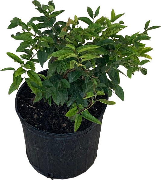 Red Dwarf Jaboticaba hybrid tree by Everglades Farm, 12-18 inch fruit tree in 1-gallon container, compact and leafy.