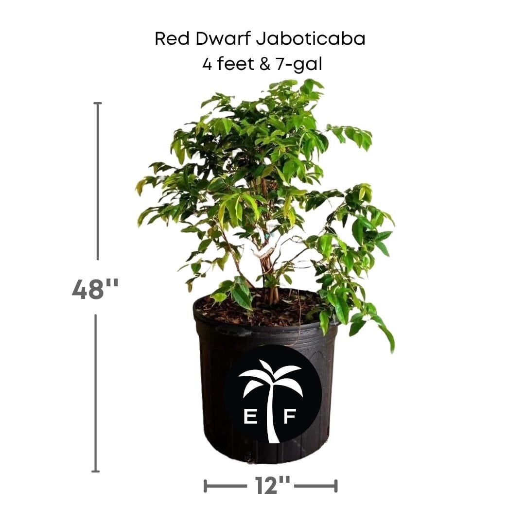 Red Dwarf Jaboticaba hybrid fruit tree from Everglades Farm, 12-18 inch, 1-gallon size, lush green leaves and developing fruit.