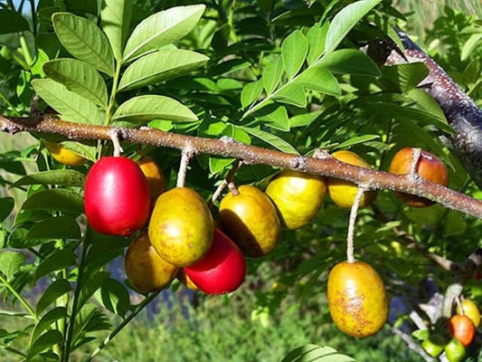 Red Spanish Hog Plum fruit tree from Everglades Farm, 12-18 inch 1-gallon Ciruela Jocote Rojo Mombin Tree for planting and gardening.