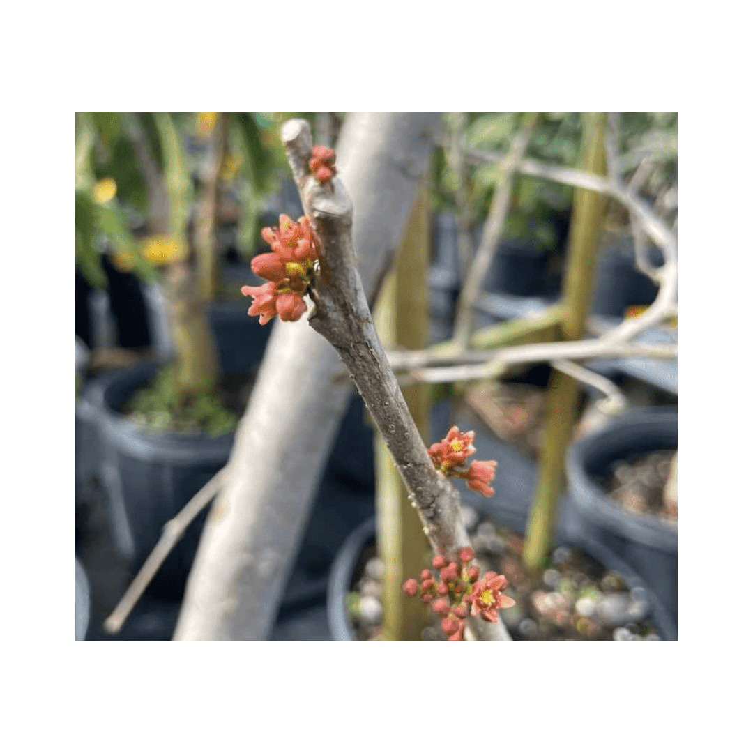 Red Spanish Hog Plum fruit tree by Everglades Farm, 12-18 inch, 1-gallon, featuring vibrant fruit and lush foliage.
