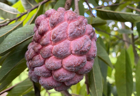Red Sugar Apple fruit tree from Everglades Farm, 12-18 inch, 1-gallon Annona Sweetsop tree with lush foliage
