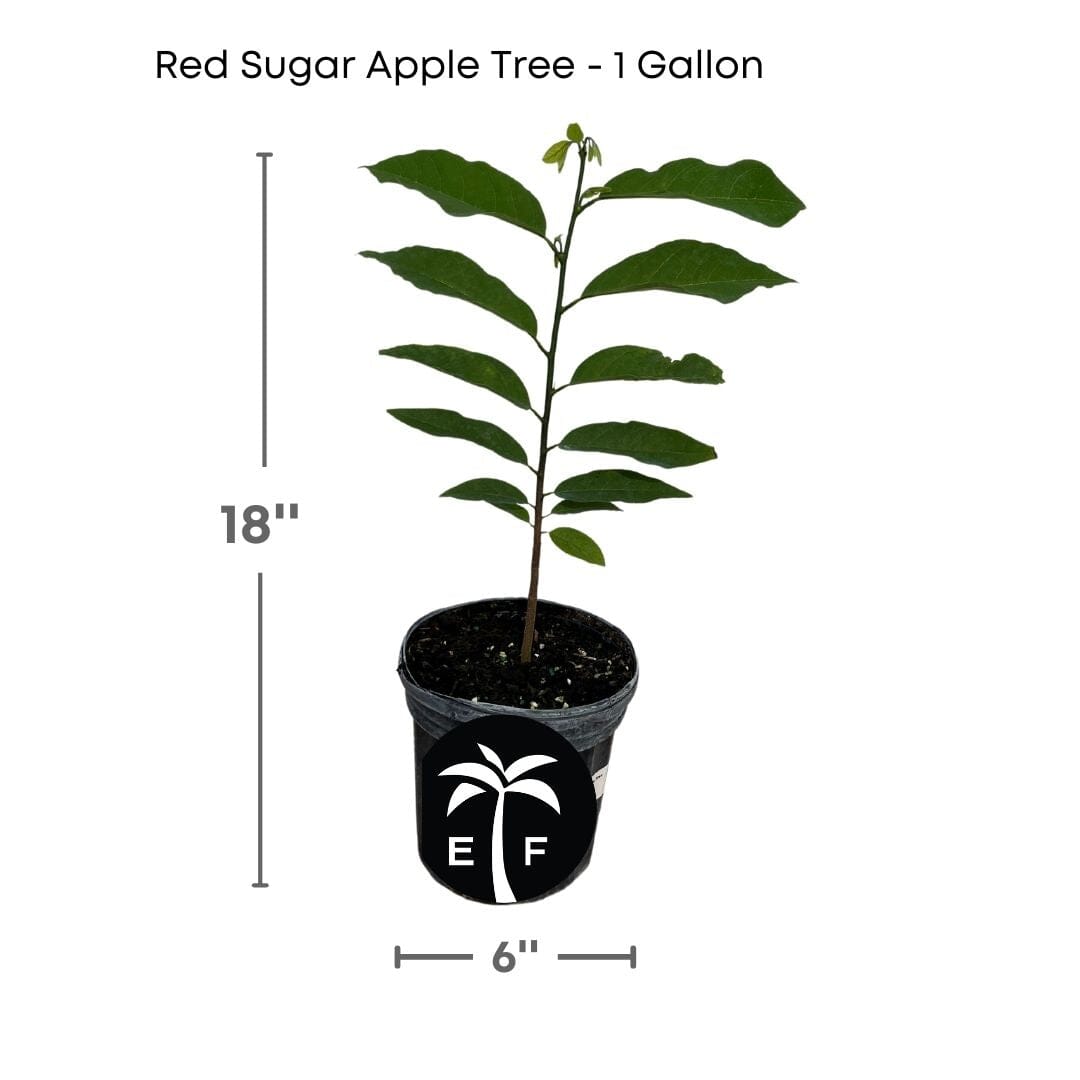 Red Sugar Apple fruit tree, 12-18 inch 1-gallon Everglades Farm Sweetsop Annona tree, healthy young fruit tree with vibrant foliage.