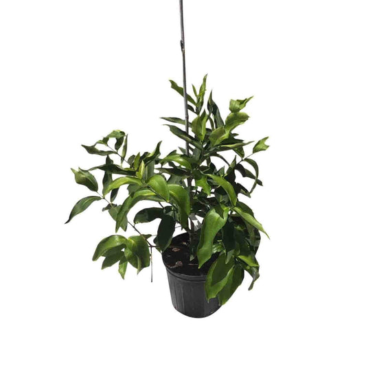 Red Wax Jambu Tree from Everglades Farm, 12-18 inch fruit tree in a 1-gallon container with lush green leaves and vibrant red buds.