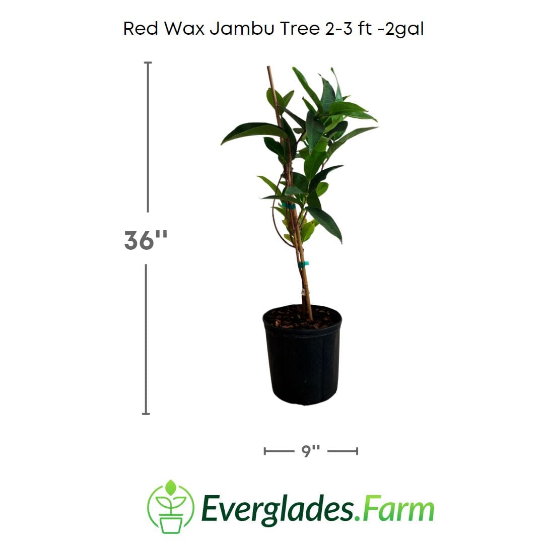 Red Wax Jambu Tree from Everglades Farm, 12-18 inch potted fruit tree with vibrant red wax jambu leaves.