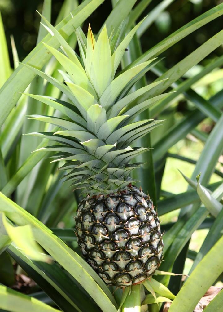 Sugar Loaf Pineapple Plant from Everglades Farm, 12-18 inch fruit tree in 1-gallon container, healthy tropical pineapple plant.