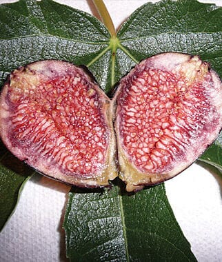 Violet de Bordeaux dwarf fig tree from Everglades Farm, 12-18 inch, 1-gallon fruit tree with lush green leaves and developing figs.