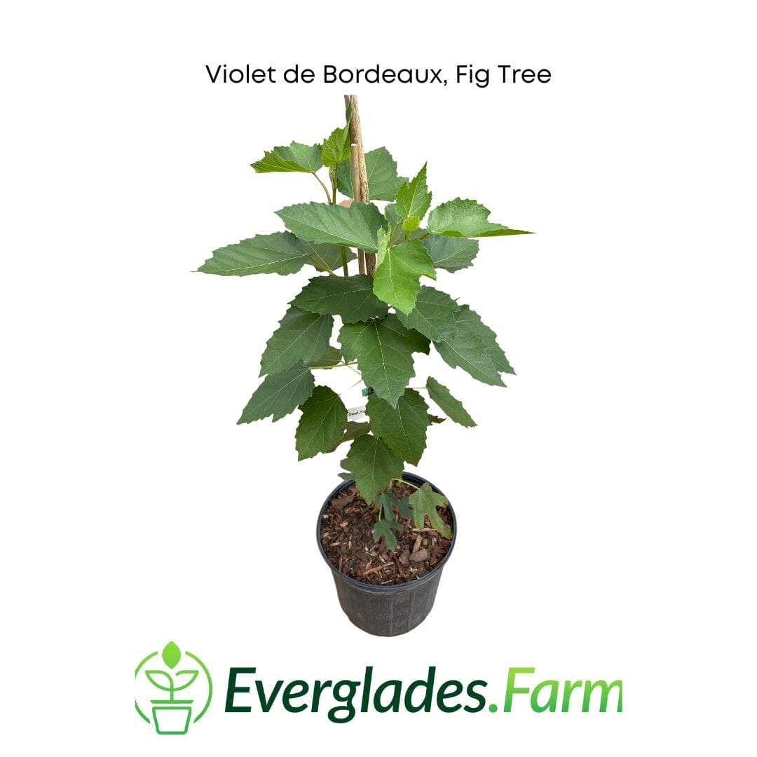 Violet de Bordeaux Dwarf Fig Tree by Everglades Farm, 12-18 inch potted fruit tree with vibrant purple figs.