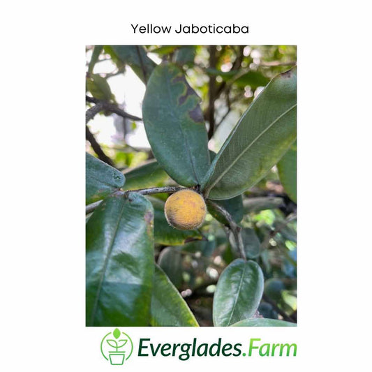 Yellow Jaboticaba Tree from Everglades Farm, 12-18 inch tall fruit tree with vibrant yellow fruit and lush green leaves.