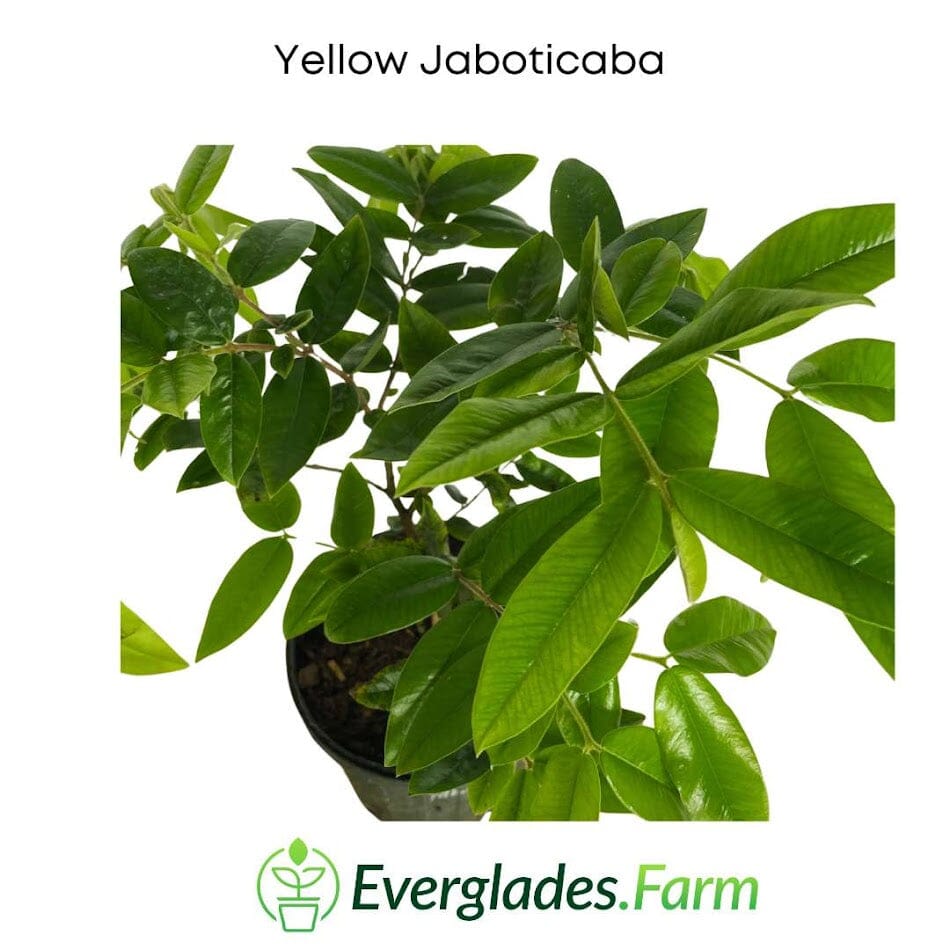 Yellow Jaboticaba Tree from Everglades Farm, 12-18 inch tall fruit tree with vibrant yellow foliage in a 1-gallon container.