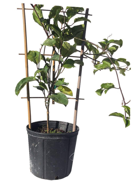Yellow Passion Fruit Vine from Everglades Farm, 12-18 inch Maracuya Amarillo fruit tree in 1-gallon container, ready for planting.