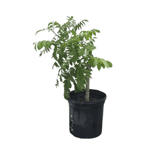 Yellow Spanish Hog Plum tree, 12-18 inch, 1-gallon fruit tree by Everglades Farm, showcasing lush foliage and growing branches.