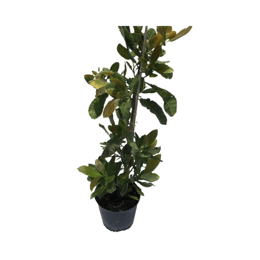 Yellow fruit on a young cashew tree from Everglades Farm, 12-24 inch, 1-gallon fruit tree for planting and home gardens.