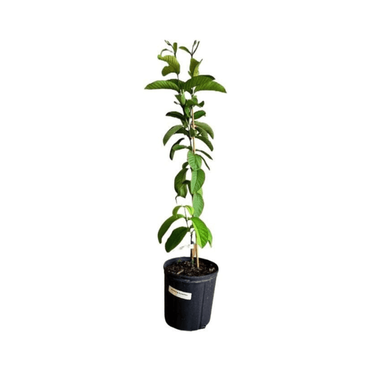 Everglades Farm Barbie Pink Guava Tree, 18-24 inch fruit tree in a 1-gallon pot, with lush green leaves and pink-tinged fruit.