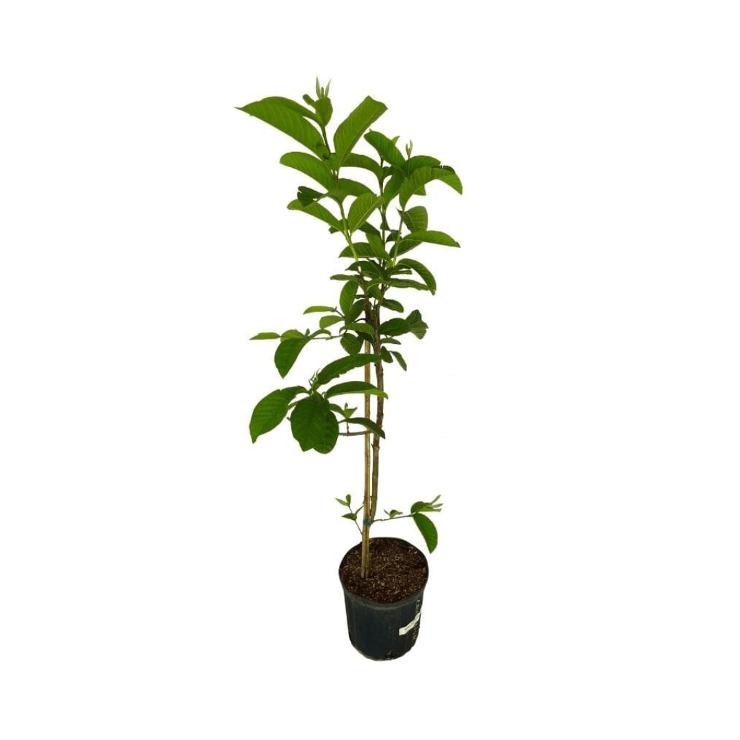 Everglades Farm Barbie Pink Guava Tree, 18-24 inches tall, 1-gallon fruit tree with vibrant pink guava fruit and lush green leaves.