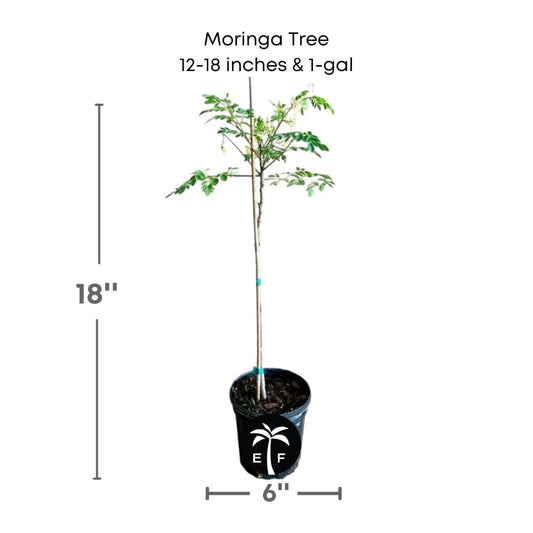 Healthy 18-24 inch Moringa Oleifera fruit tree from Everglades Farm, in a 1-gallon container, ready for planting.
