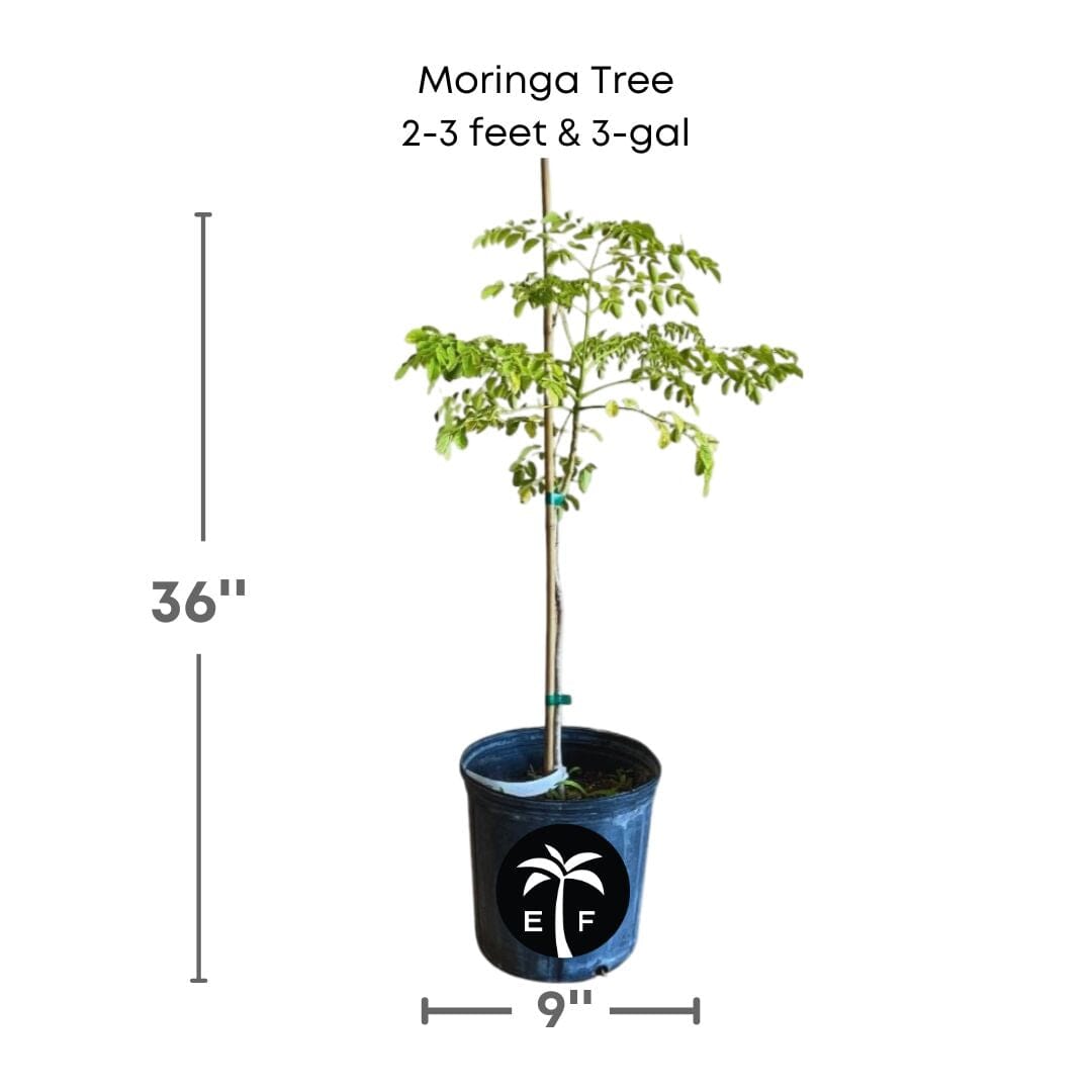 Healthy 18-24 inch Moringa Oleifera fruit tree from Everglades Farm, featuring lush green foliage in a 1-gallon container.