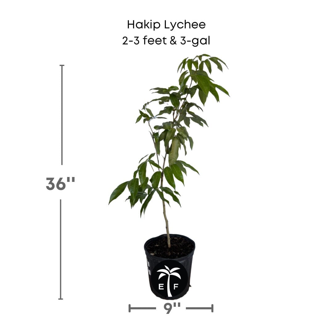 Everglades Farm Hakip Lychee Tree, air-layered fruit tree, 24-30 inches tall in 1-gallon container, healthy and lush.
