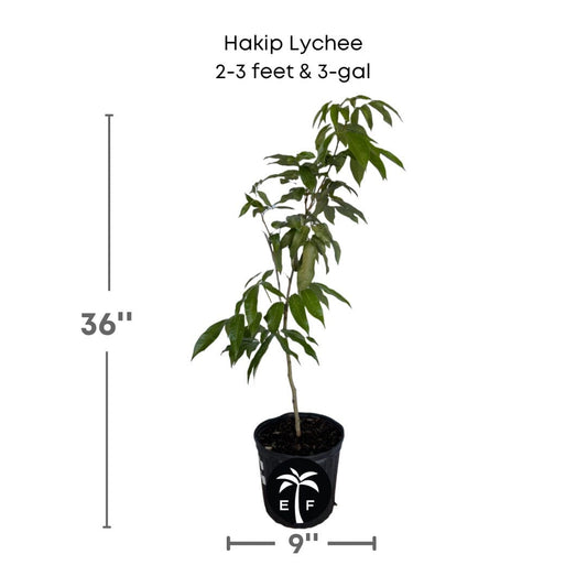 Everglades Farm Hakip Lychee Tree, air-layered fruit tree, 24-30 inches tall in 1-gallon container, healthy and lush.