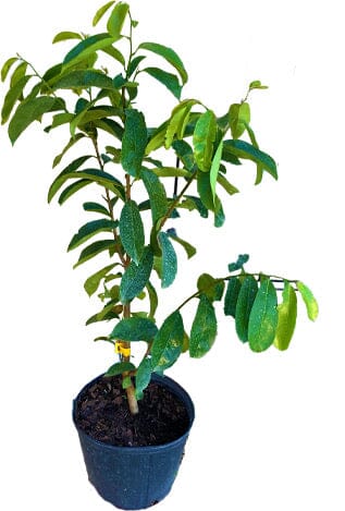 Soursop Guanabana fruit tree from Everglades Farm, 24-30 inch seedling, healthy green foliage, 1-gallon container.
