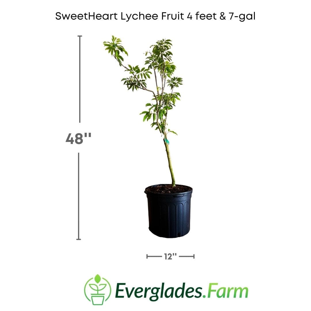 Everglades Farm SweetHeart Lychee Tree, 24-30 inch fruit tree in 1-gallon container, lush green foliage and developing lychee fruit.