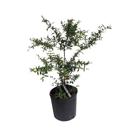 Everglades Farm pomegranate tree with vibrant red fruit, 24-30 inch, 1-gallon size, healthy fruit tree for home gardens.