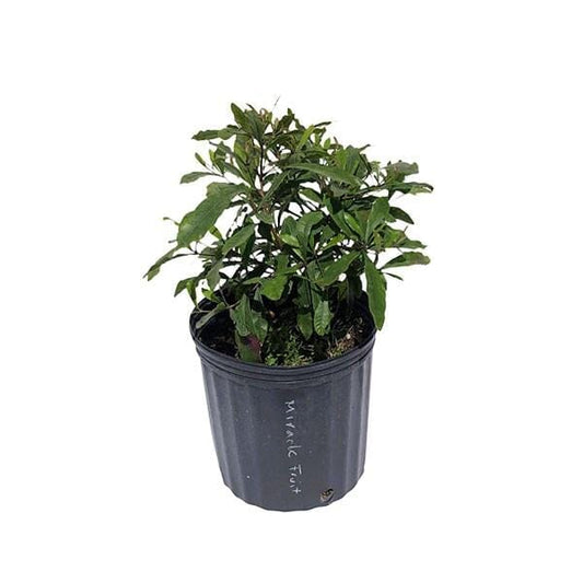 Everglades Farm Miracle Fruit Plant, 6-12 inch Miracle Berry Tree in a 1-gallon pot, healthy fruit tree for edible berries.