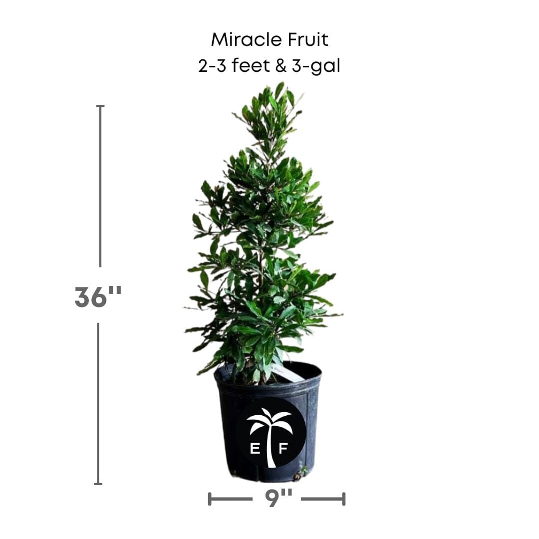 Everglades Farm Miracle Fruit Plant, 6-12 inch miracle berry tree in 1-gallon pot, healthy fruit tree for edible berries.