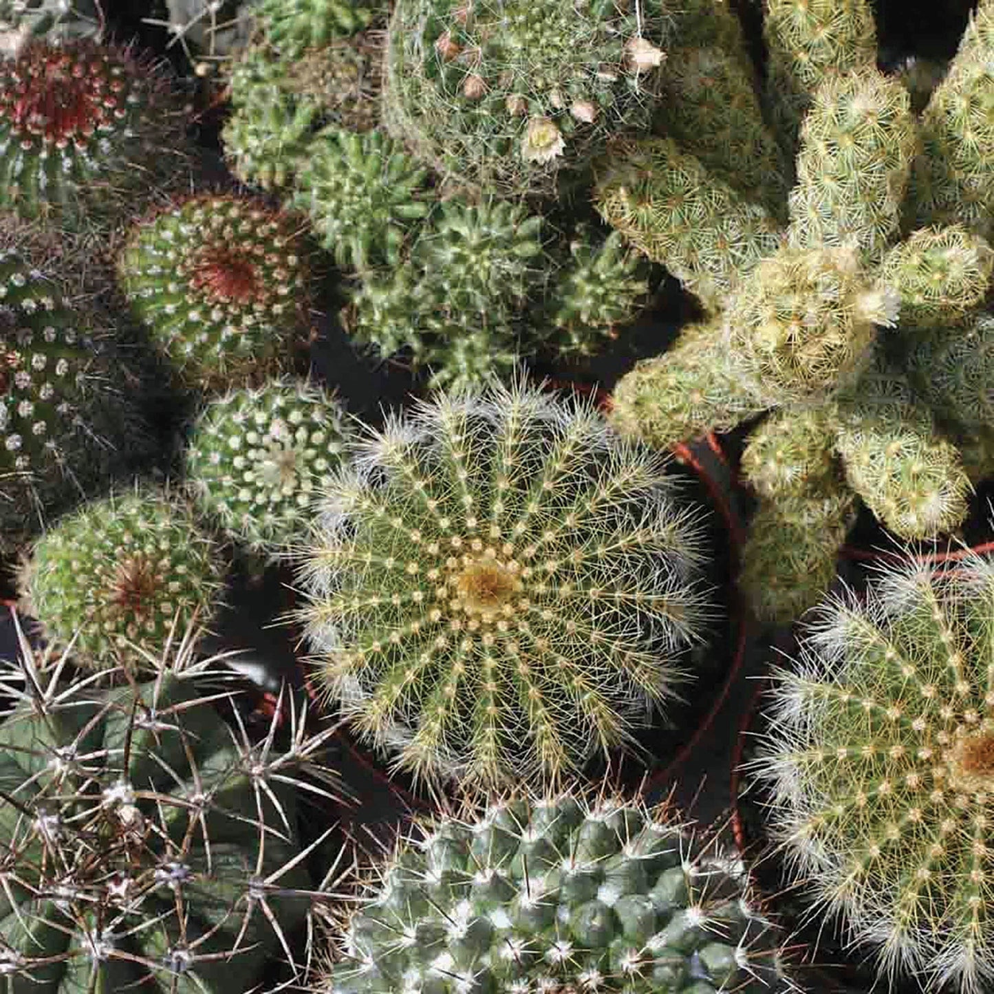 Mixed Cactus - Blessings Grow Meadows