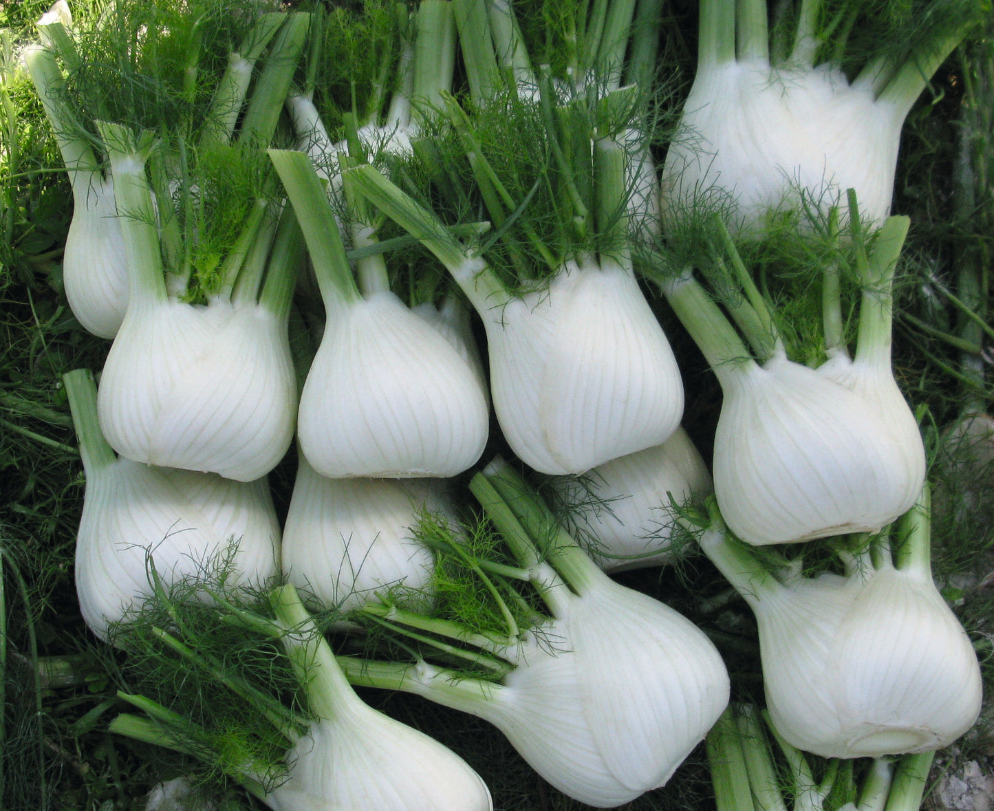 Dragon Hybrid Fennel Seeds - Blessings Grow Meadows